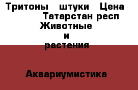 Тритоны 2 штуки › Цена ­ 1 000 - Татарстан респ. Животные и растения » Аквариумистика   